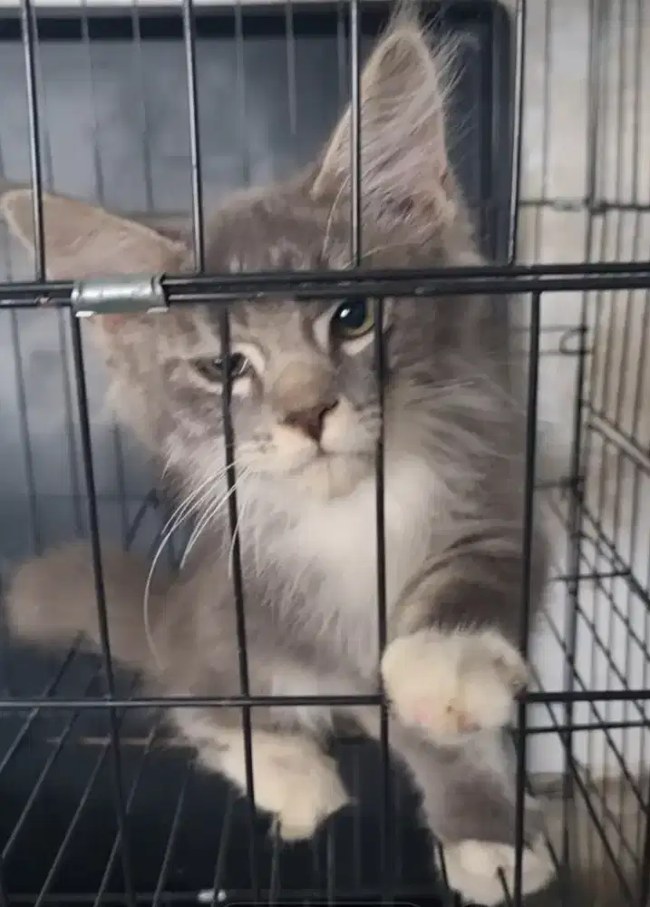 Kitten Maine Coon