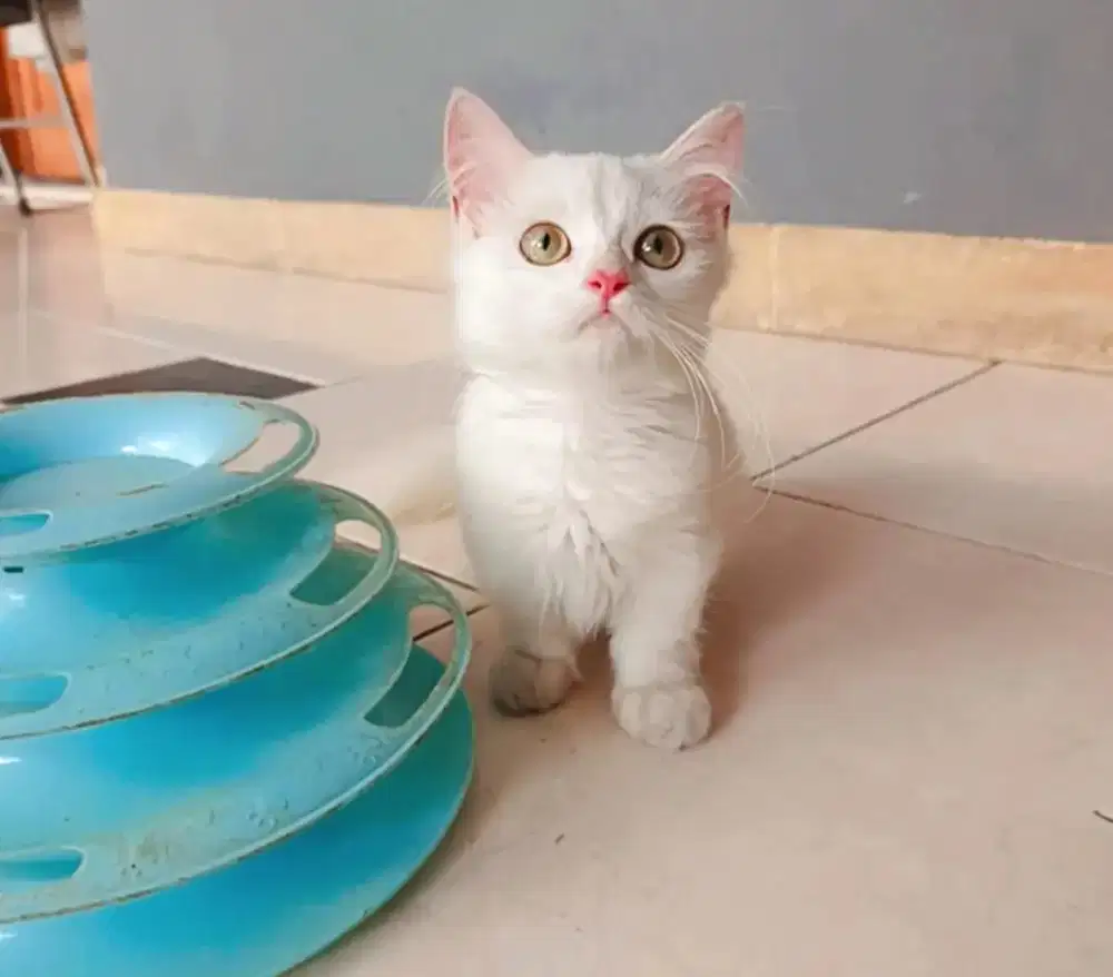 Munchkin Persia Betina