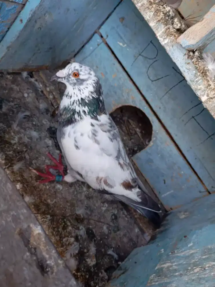 JuaL burung merpati pos sejodo warna antik jarangada