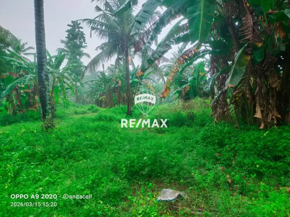DIJUAL KEBUN KELAPA – LOKASI BERKEMBANG KALIPURO, SECANG BANYUWANGI