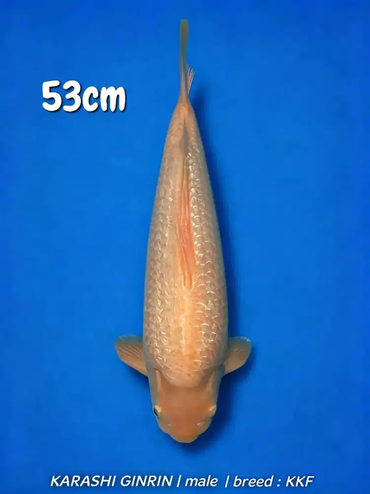 Koi Karashi Ginrin Jumbo M53cm MALE Berpunuk High Quality