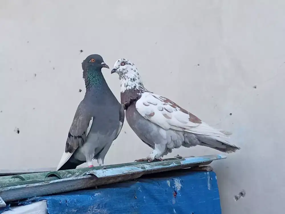 JuaL merpati tinggian sejodo pakai ring jembros