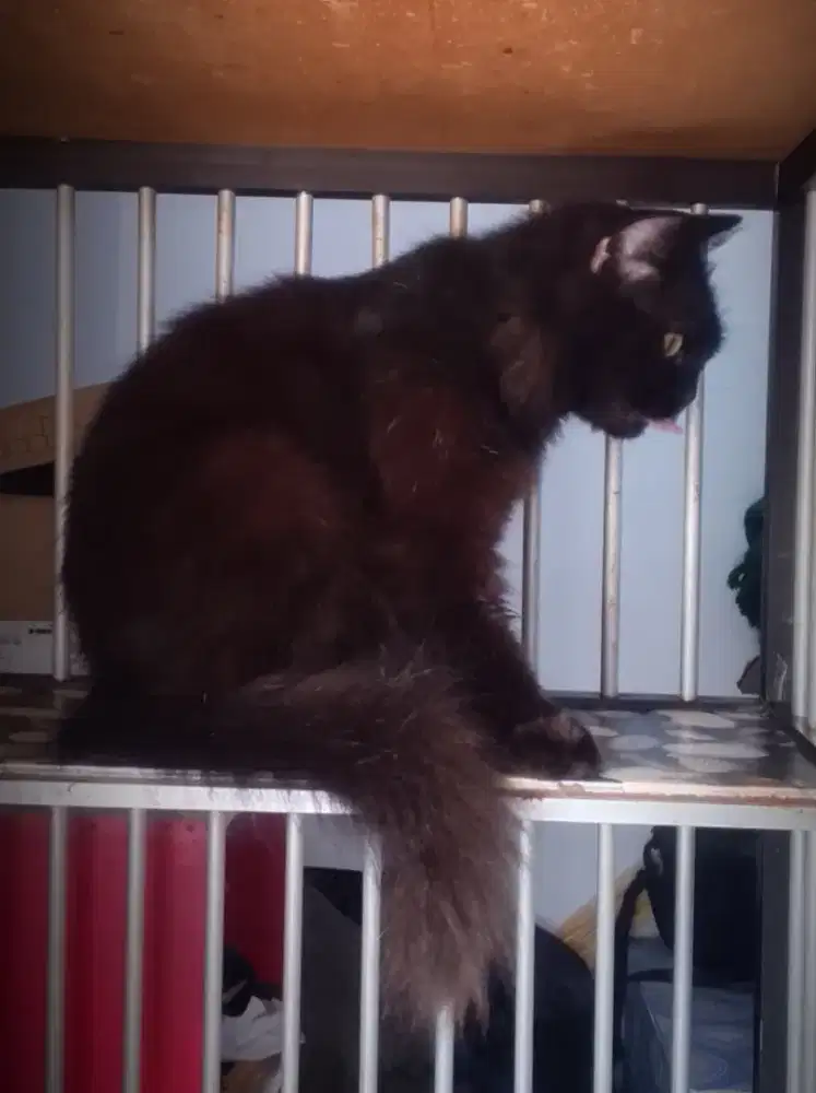Kucing Persia Betina Black solid dewasa