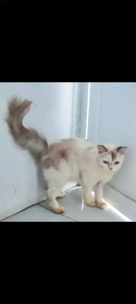 Kucing Persia Betina Himalaya mata biru