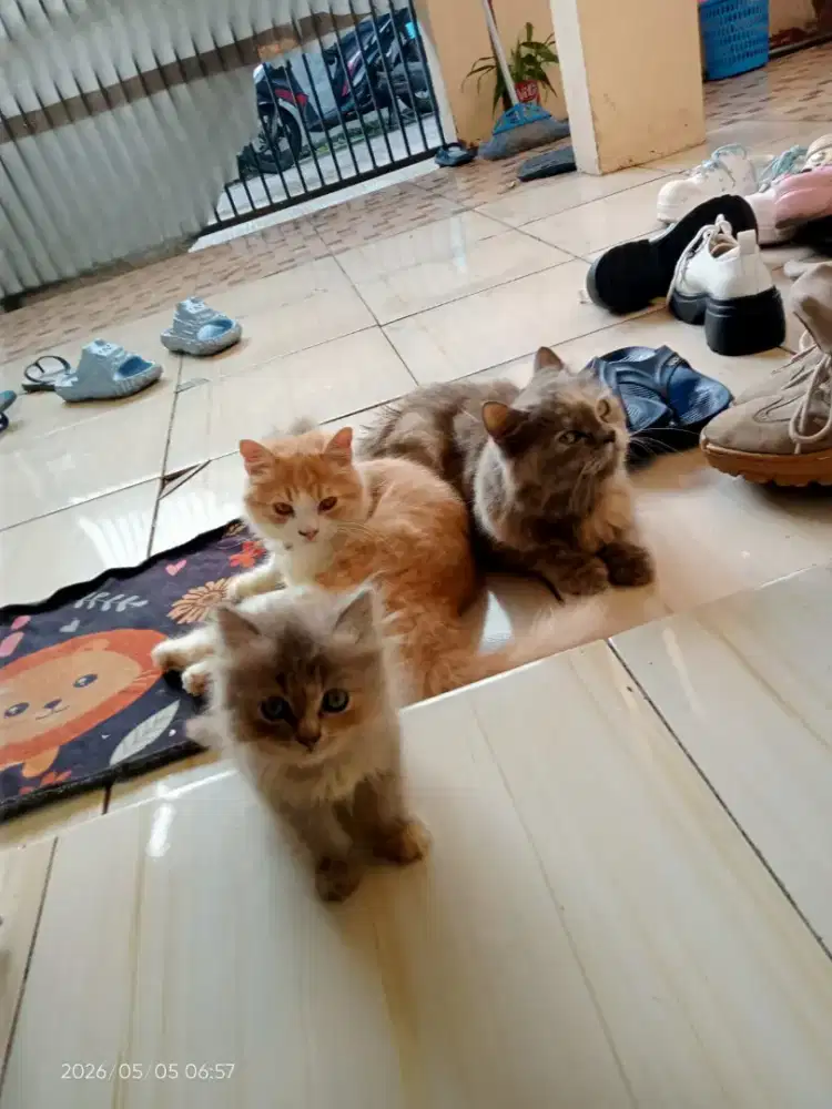 Indukan kucing dan 2 anaknya