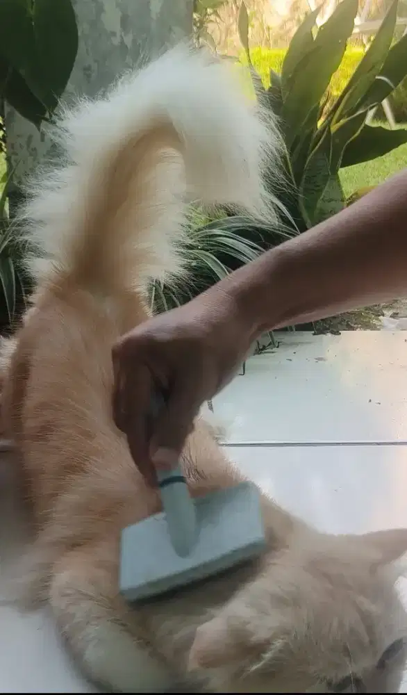 Open adopt kucing