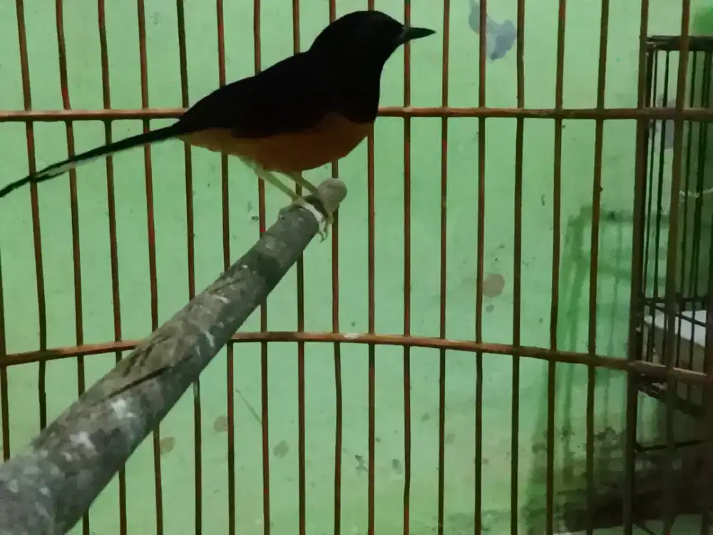 Burung murai batu