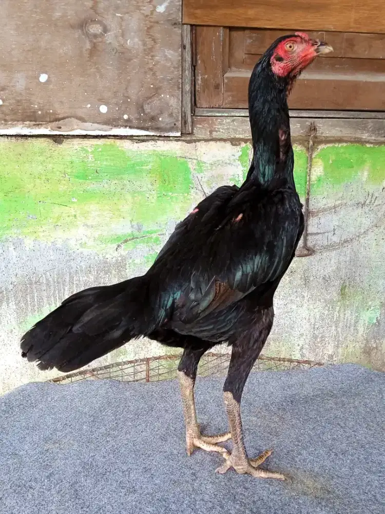 Ayam khoyngon, materi indukan cetak berkualitas