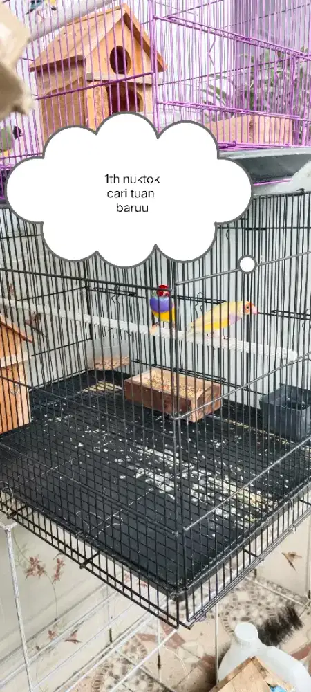 Gould amadin nuktok siapan