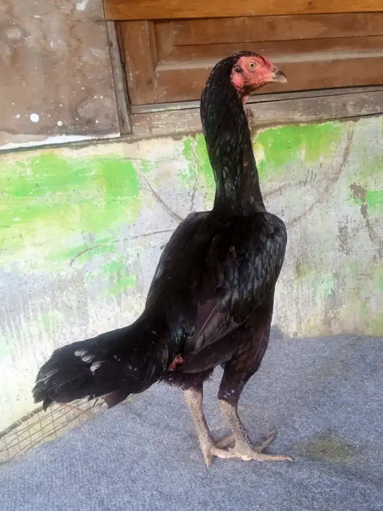Ayam khoytrad, materi indukan cetak berkualitas
