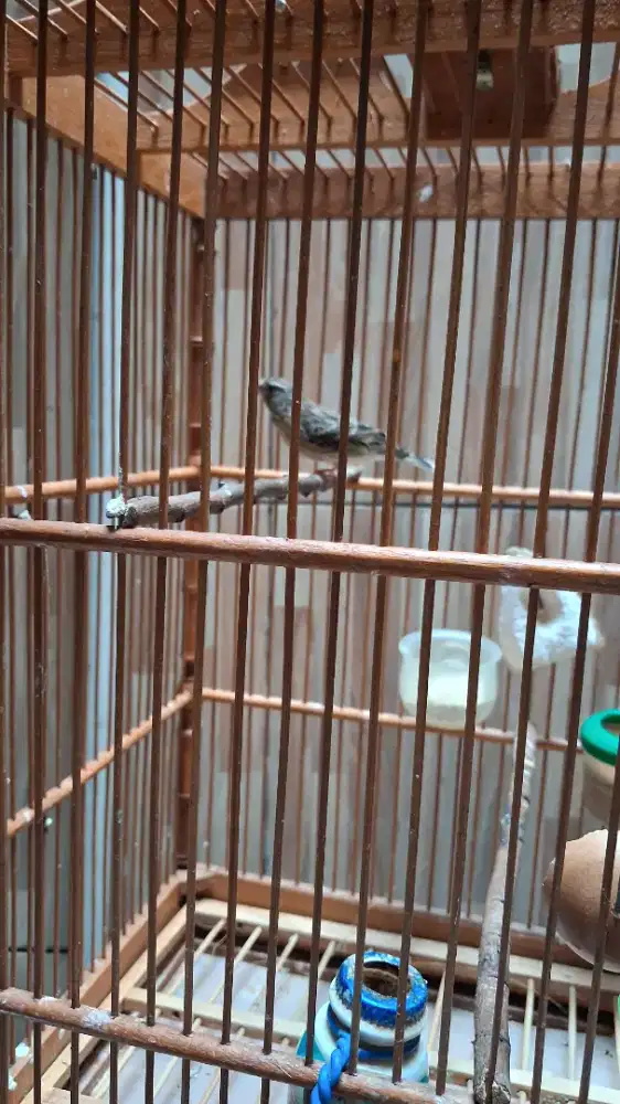 Blackthroat Jantan Gacor