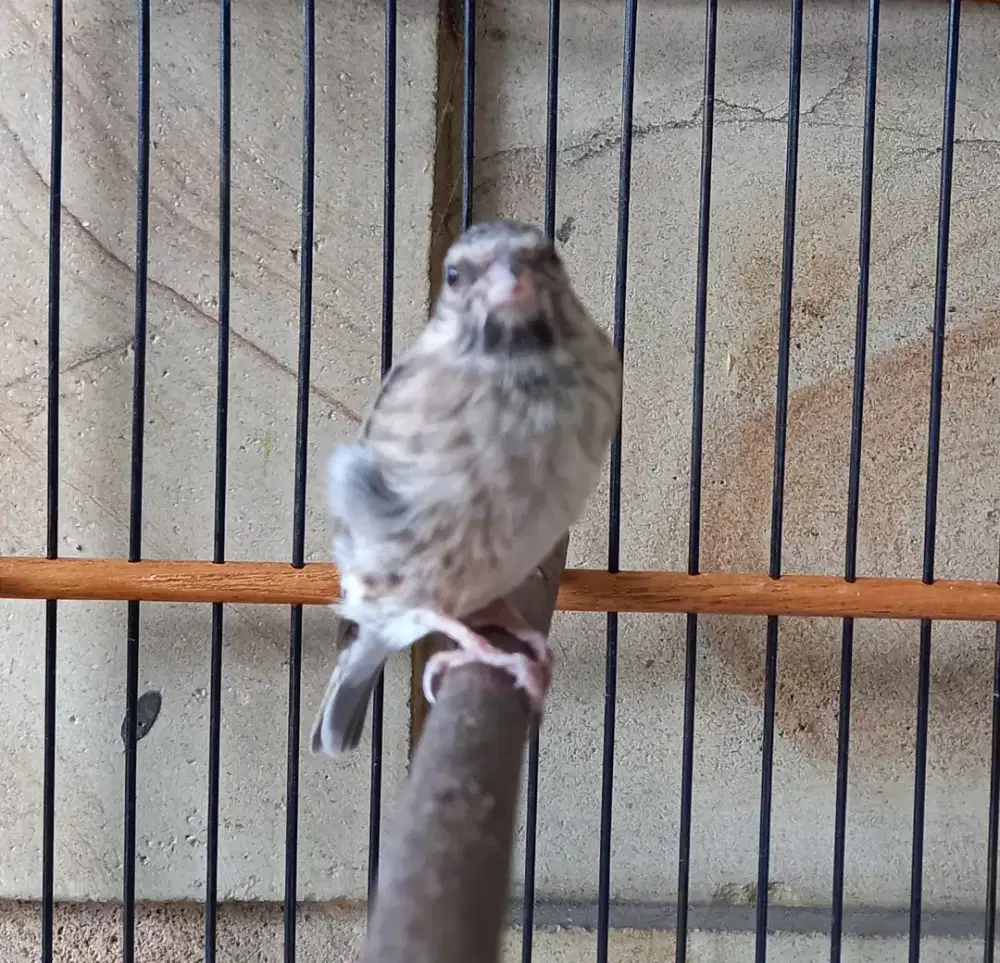 Blackthroat muda gacor