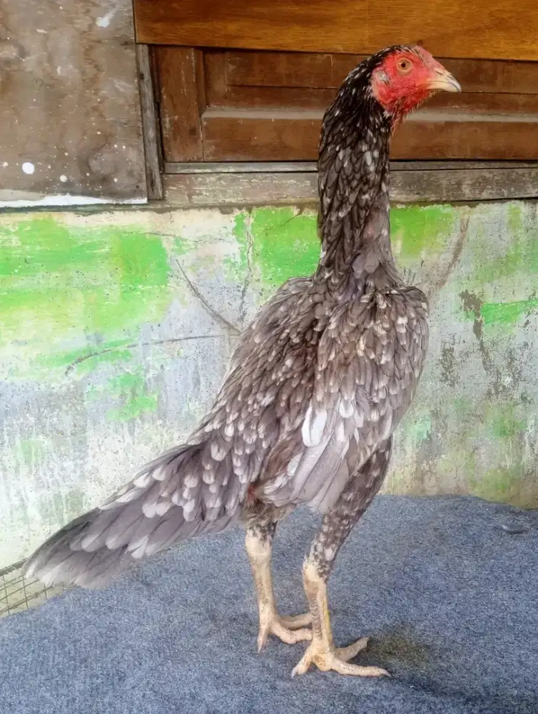 Ayam khoytrad, materi indukan cetak berkualitas dan sangat mewah