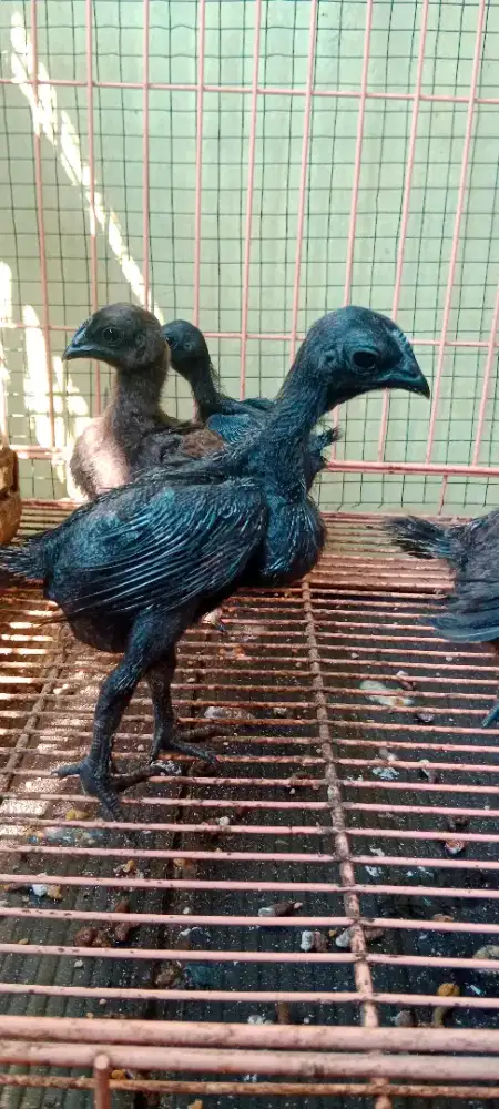 Ayam Pitik Cemani