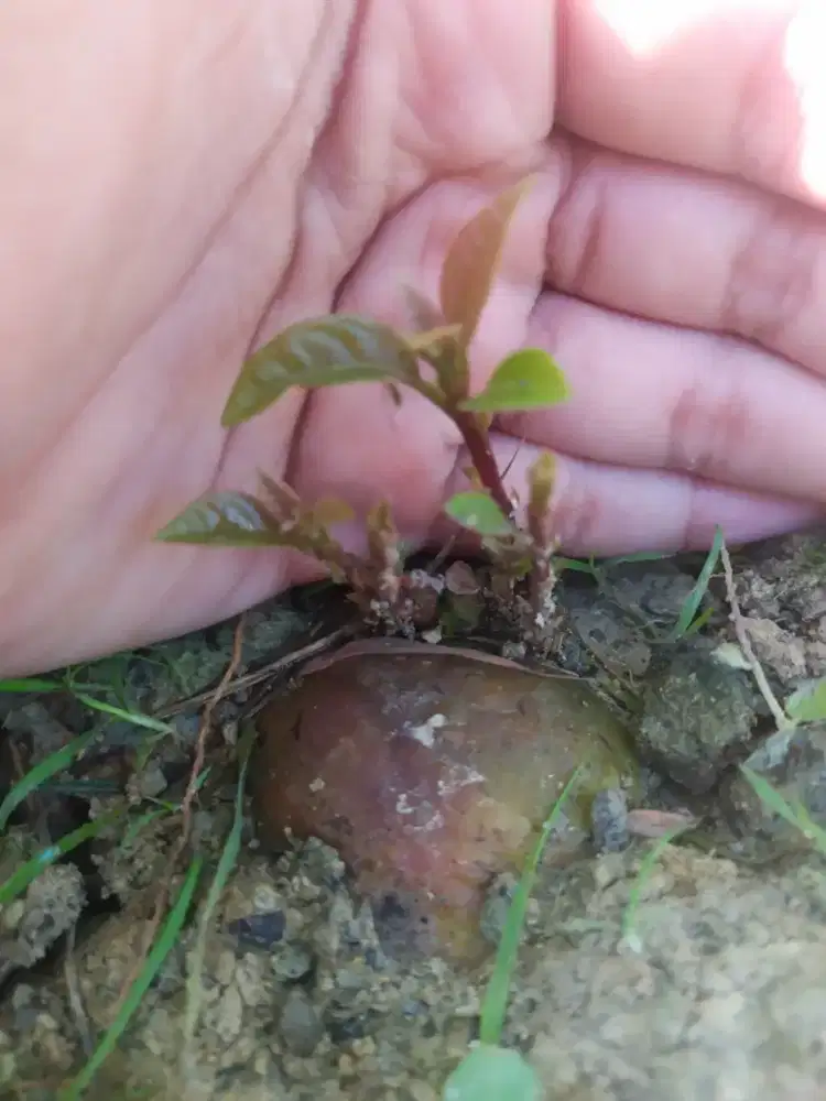 Tunas alpukat multiflam cuman 5% langka