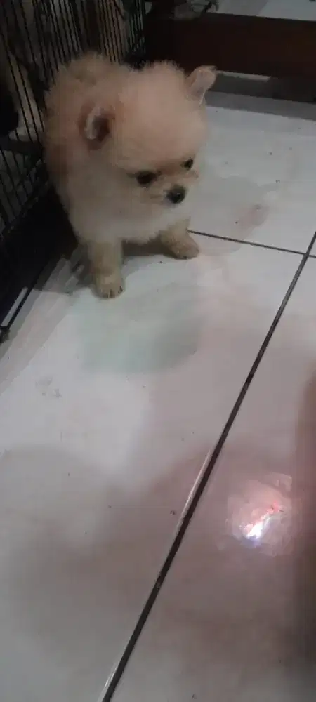 Dijual mini pomerian