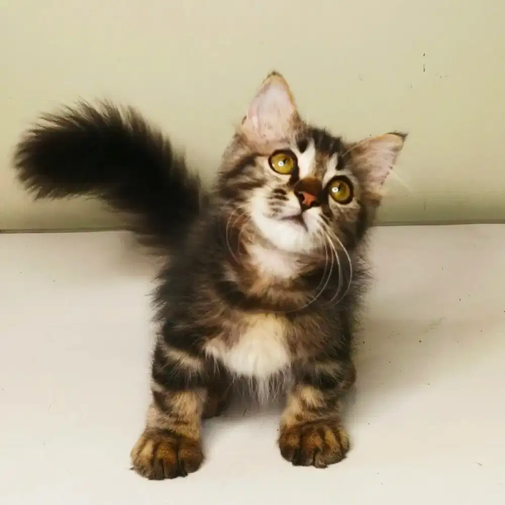 Kitten munchkin longhair jantan
