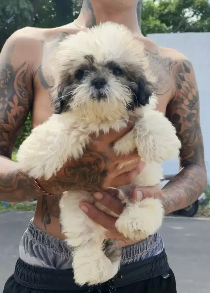 Anak anjing mini shitzu jantan