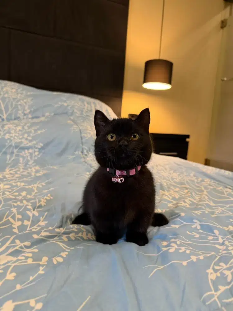 kucing munchkin jantan