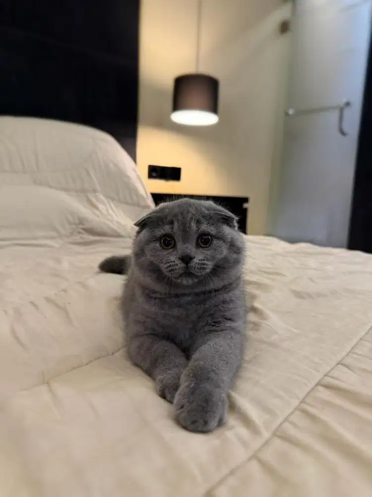 kucing scottish fold