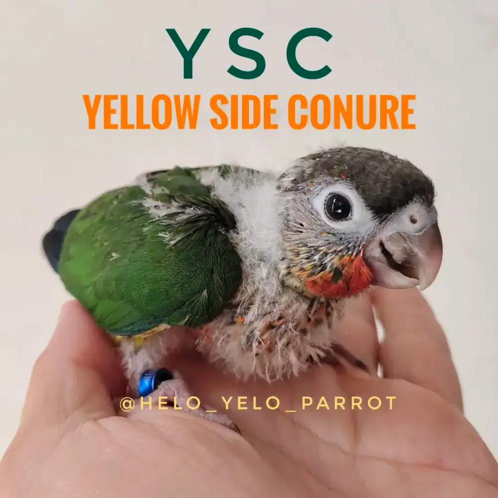 Baby Yellow Side Conure / YSC