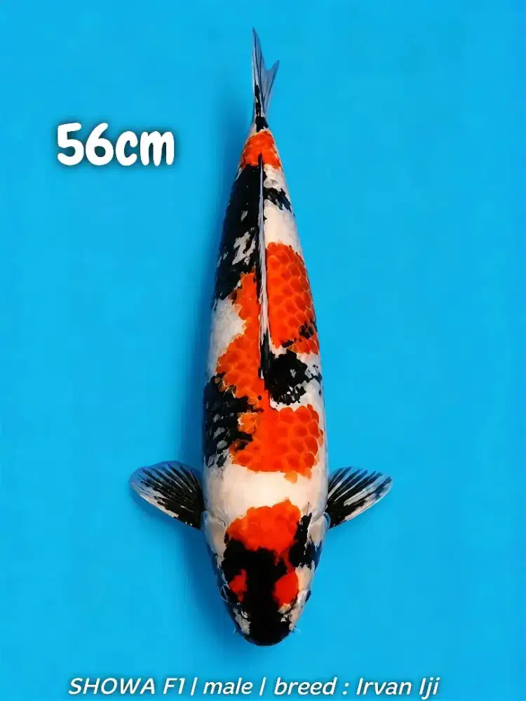 Koi Showa F1 M56cm Male Body Tebal Good Patern High Quality