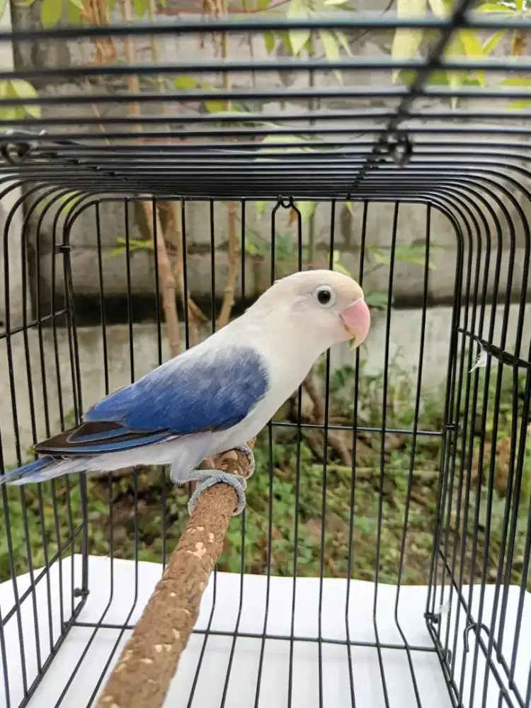 LOVEBIRD BIOLA EUWING BLUE JANTAN.