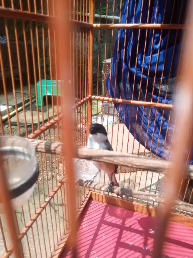 Cented jatim gondrong