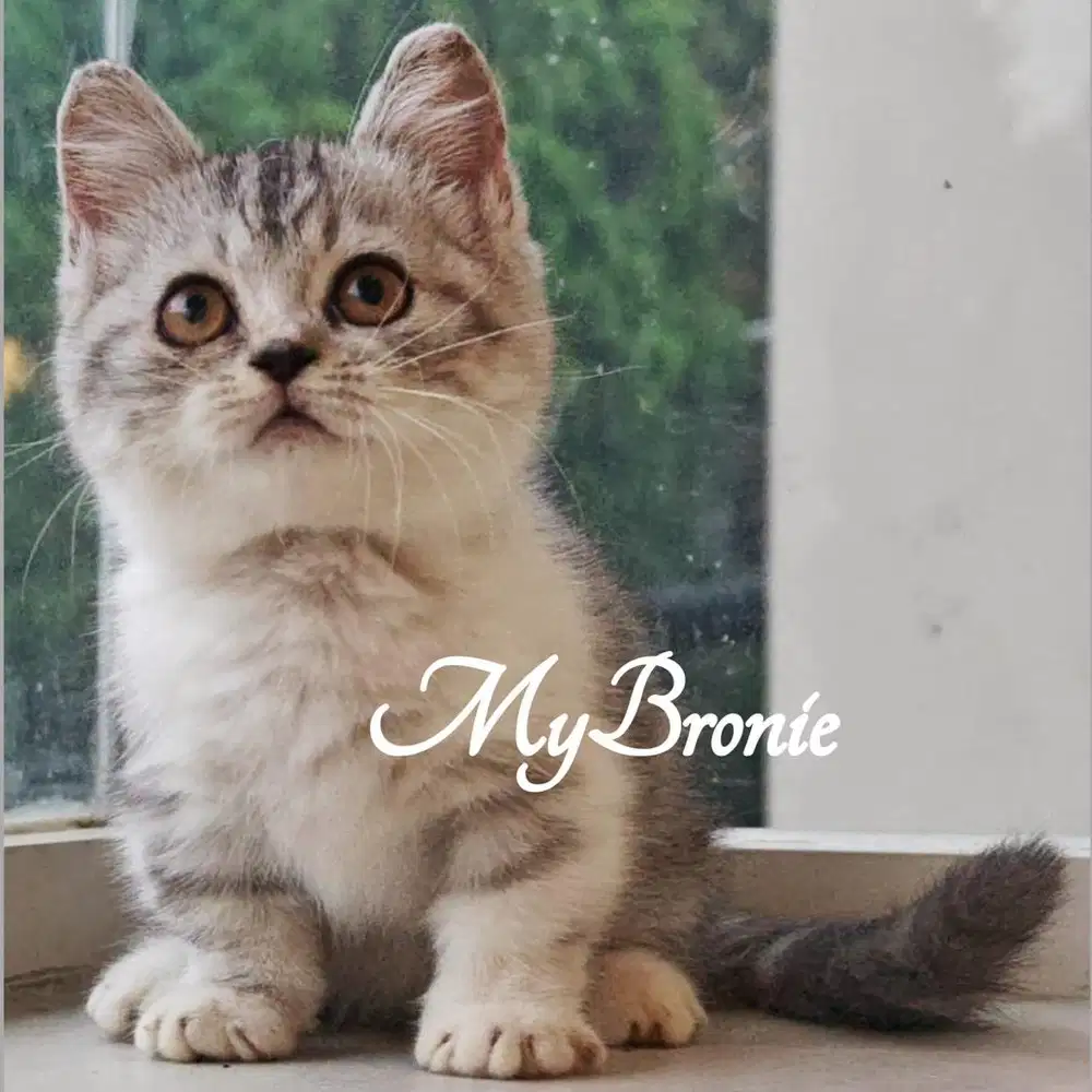 Kucing kitten munchkin british betina
