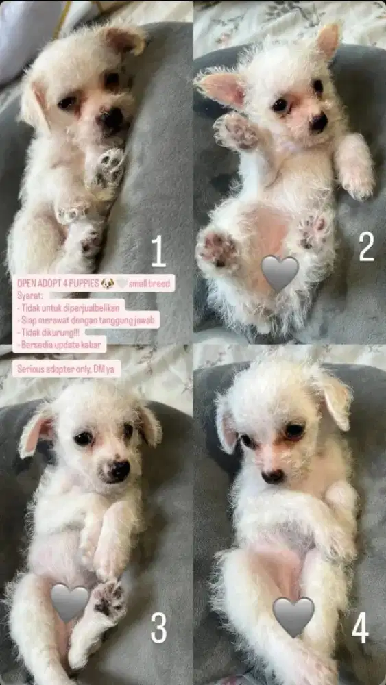 anjing ras kecil