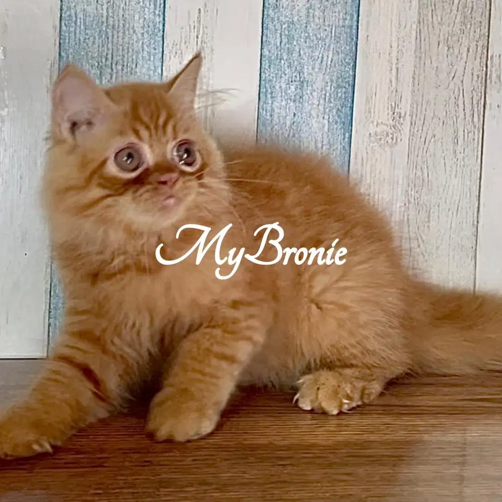 Kucing kitten persia murmerrrr