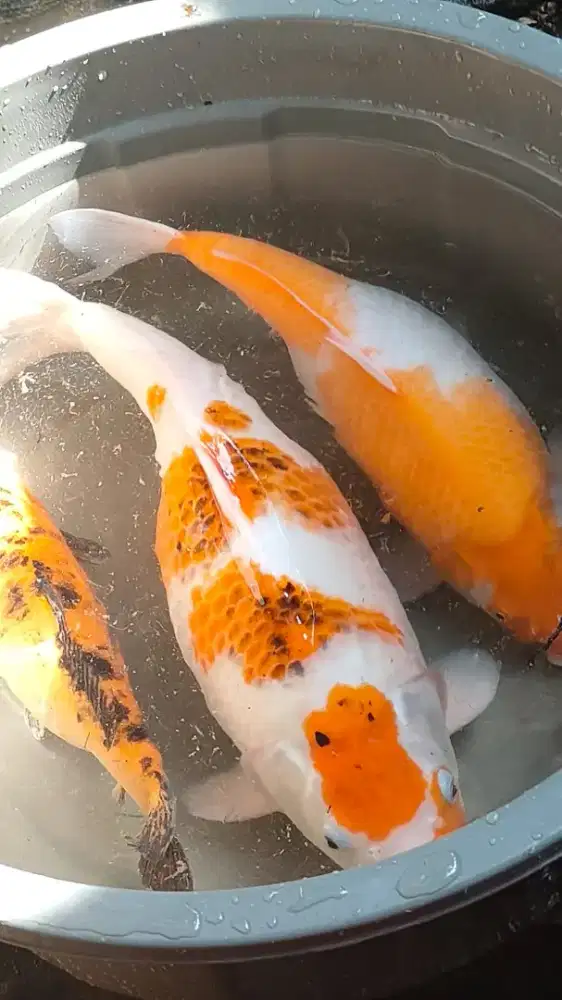 Dijual murah ( nego)3 ikan koi jumbo untuk koleksi atau pembibitan
