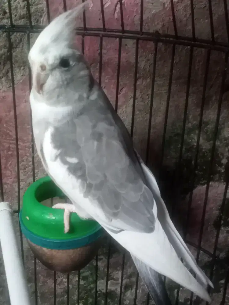 Jual burung palek Australia udah pintar