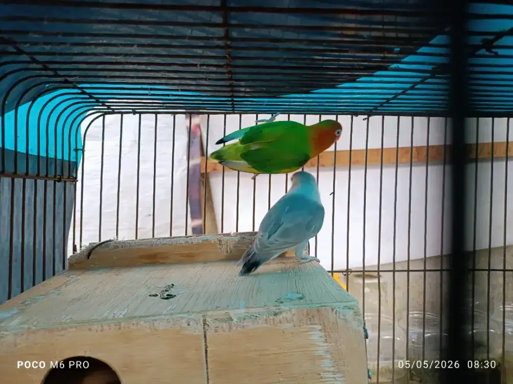 Lovebird biola sepasang