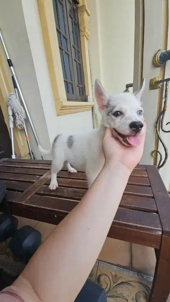 Pomsky pom mix husky betina