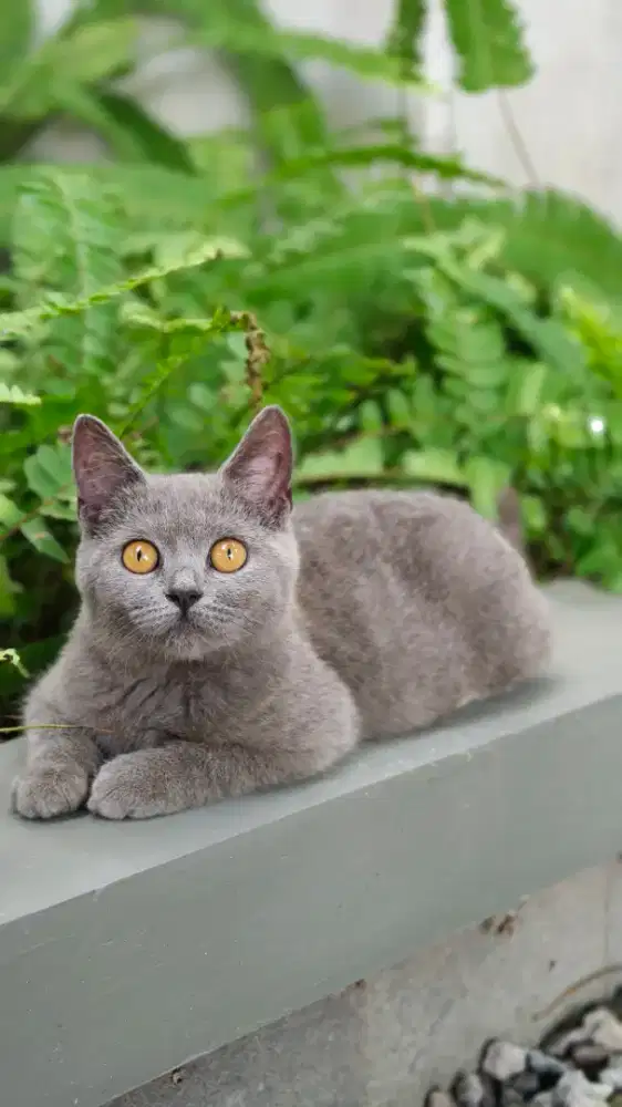 BSH Pure Kitten 4 Bulanan Female Murah Pensiun