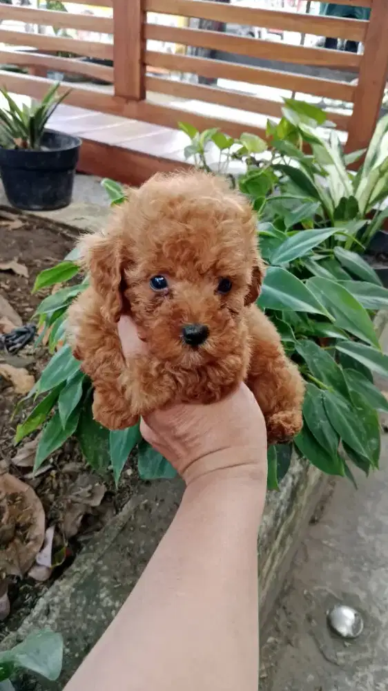 Toy poodle Red betina
