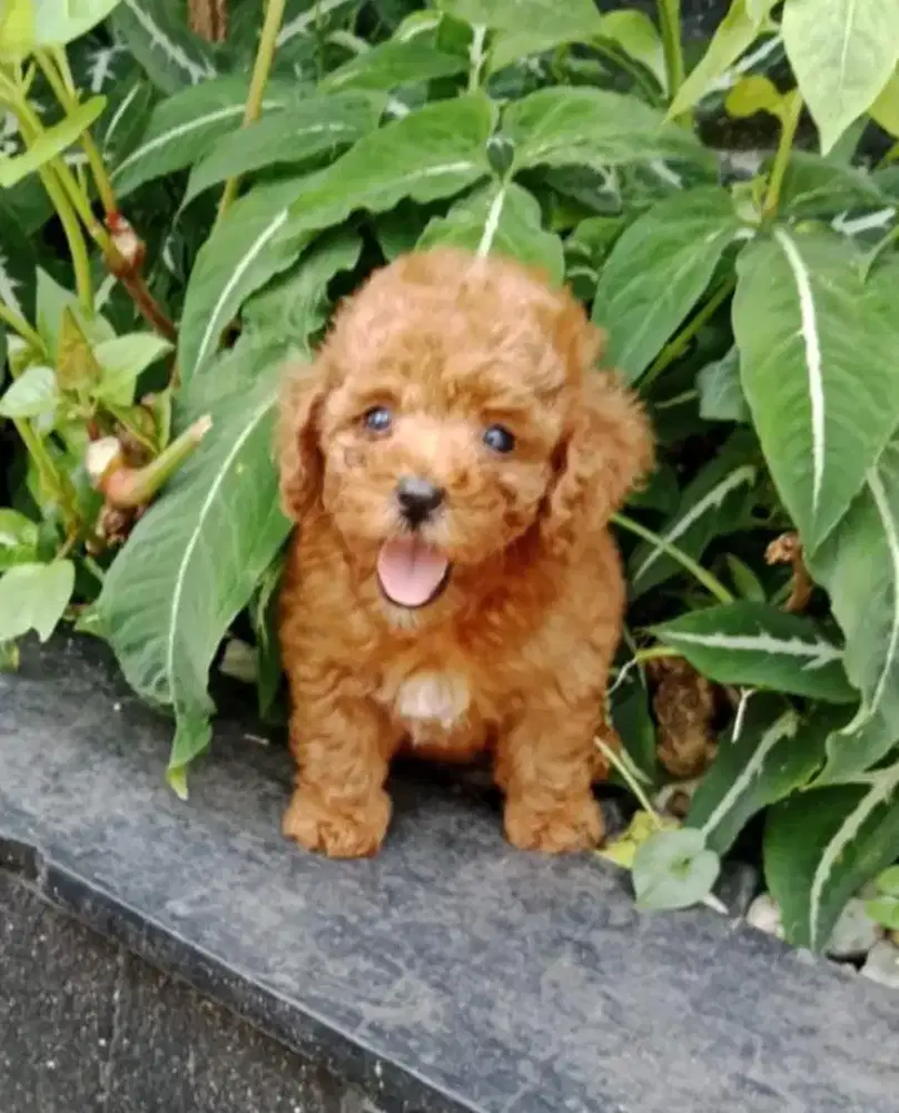 Toy Poodle Jantan Red