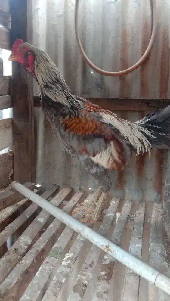 Ayam Siam jalak mangon