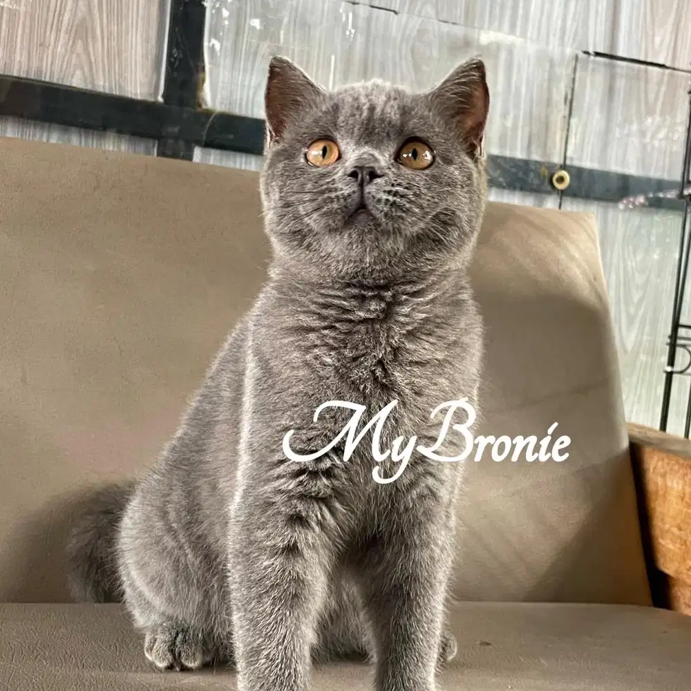 Kucing british shorthair betina anakan import