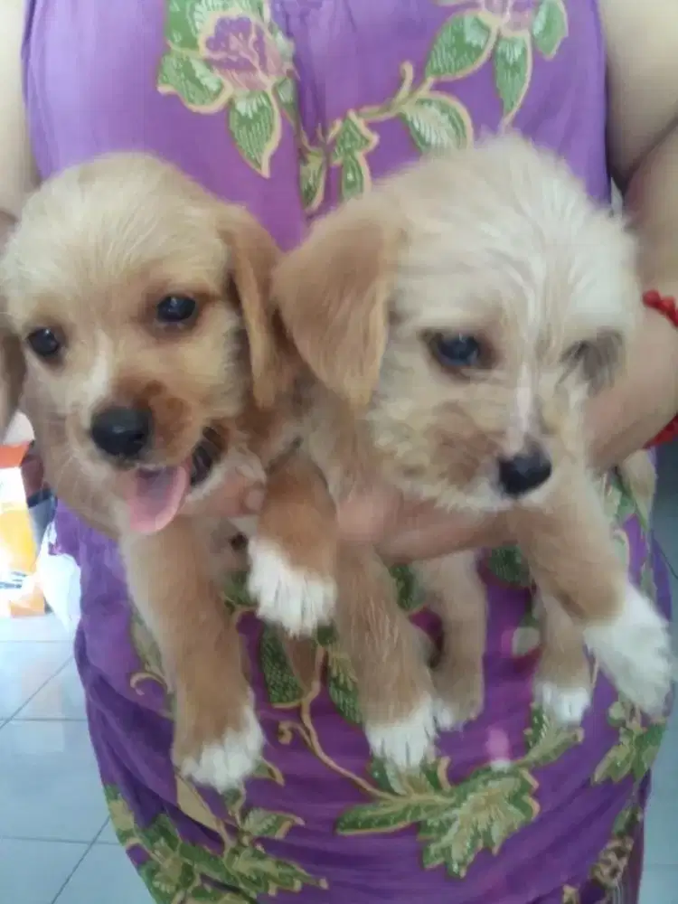 Puppy ras ceper (kecil)