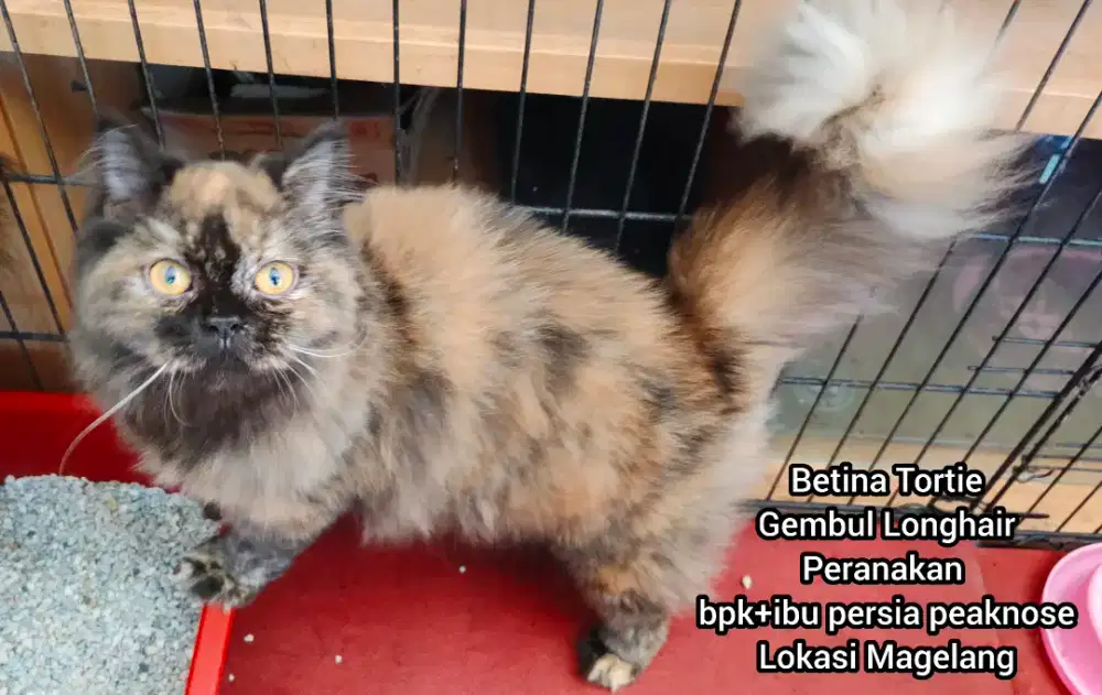 Kucing Persia Medium Betina Tortie