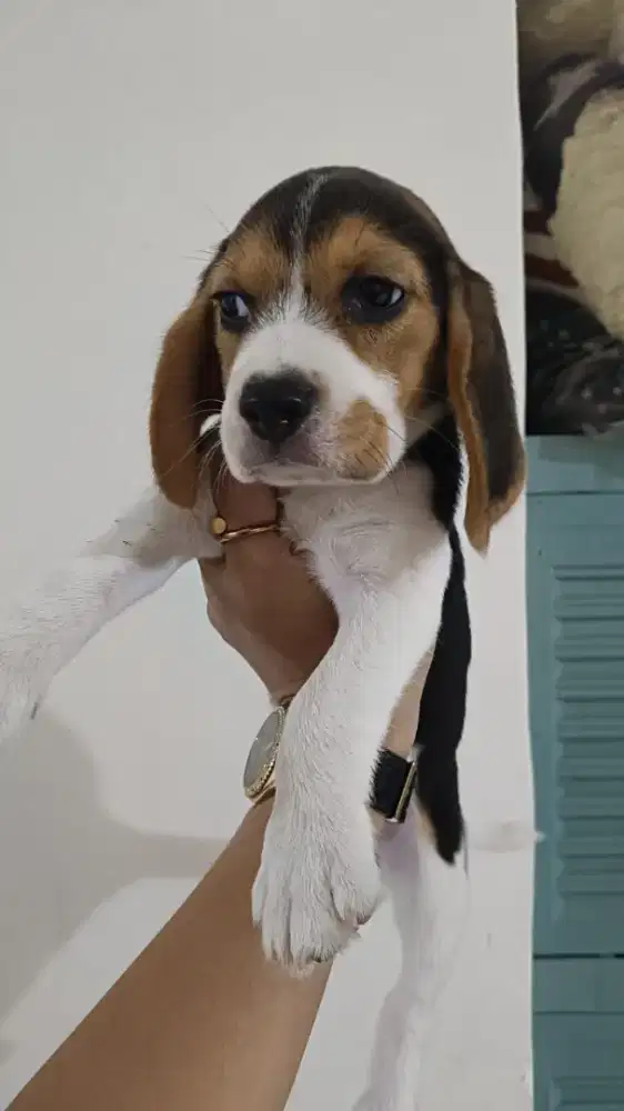 Anjing Beagle lucu dan imut umur 2 bulan, betina
