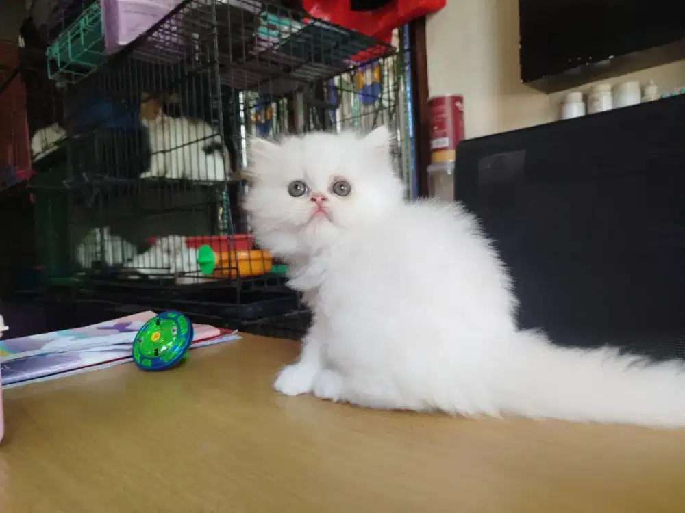 Kitten Persia jantan