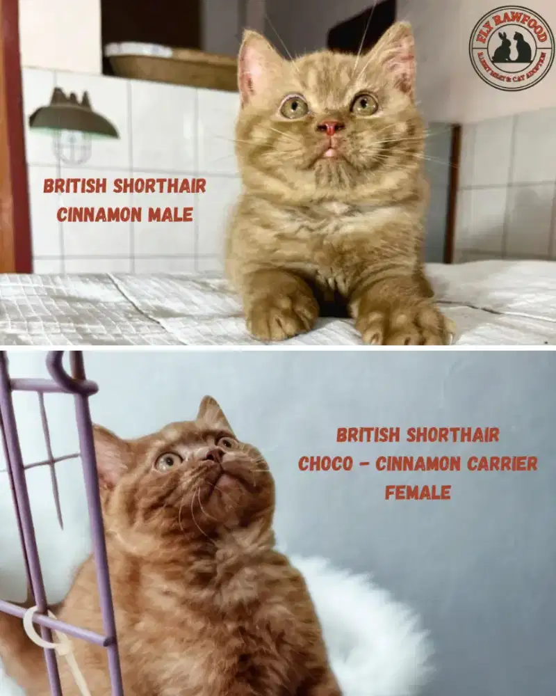 KITTEN ANAK KUCING BRITISH SHORTHAIR BSH CINNAMON