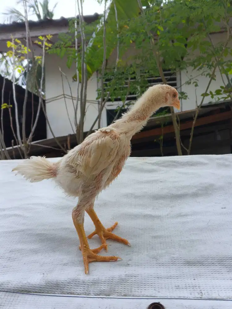 Anakan Ayam pakhoy