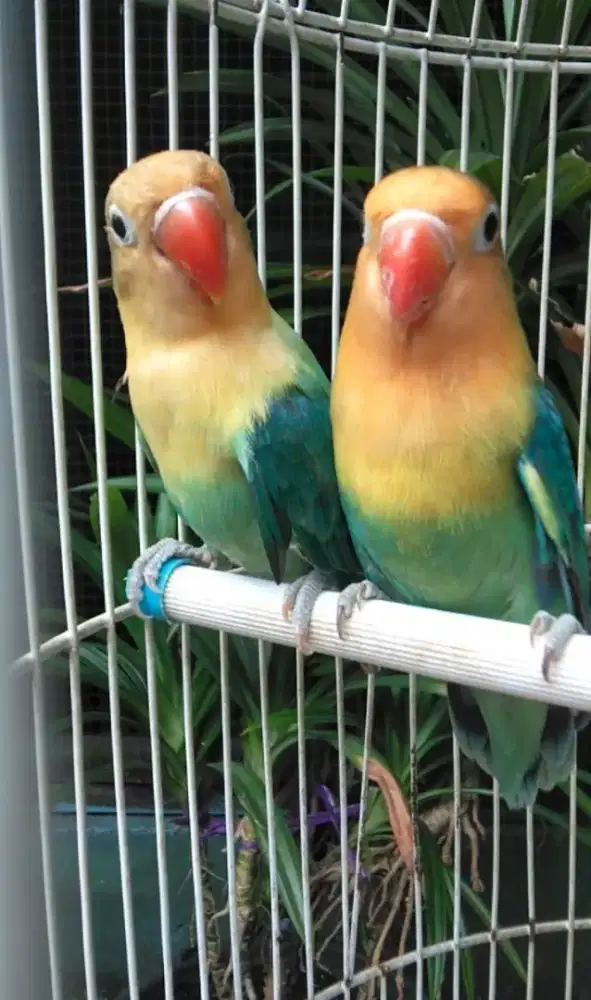 Burung Lovebird