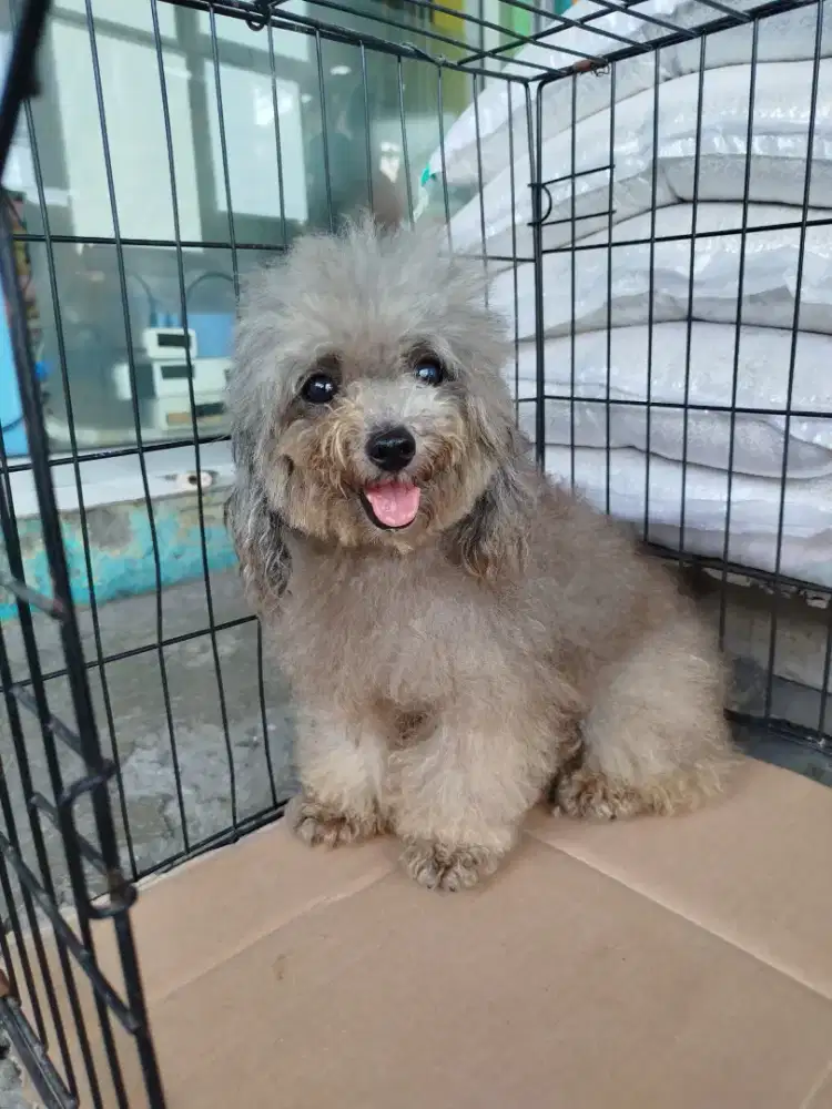 Anjing poodle silver