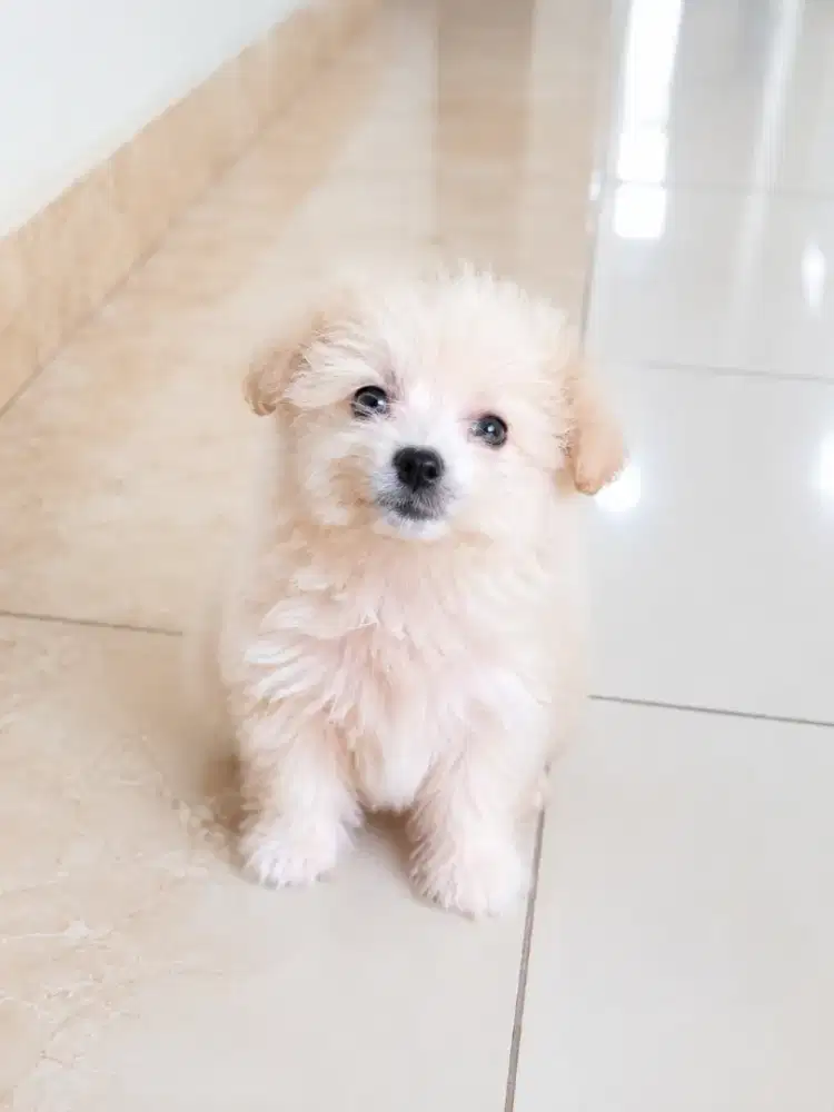 Jual Anjing Pomapoo