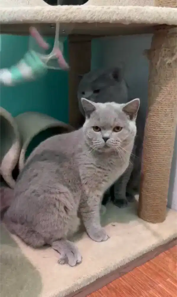 BSH ANAK KUCING BRITISH SHORTHAIR LILAC JANTAN IMPORT